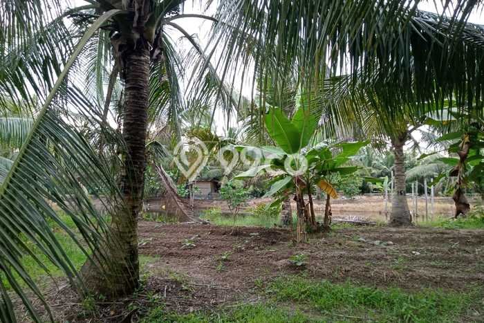 Jarang Ada! Tanah di Percut Sei Tuan Punya Luas 60000m2 - Jarang Ada! Tanah di Percut Sei Tuan Punya Luas 60000m2 -