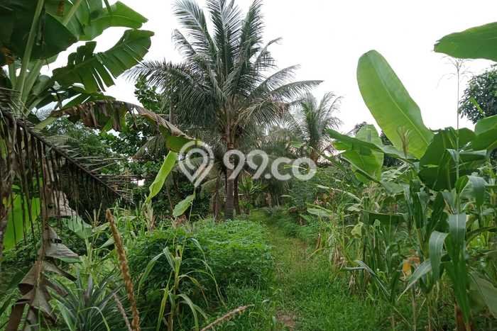 Jarang Ada! Tanah di Percut Sei Tuan Punya Luas 60000m2 - Jarang Ada! Tanah di Percut Sei Tuan Punya Luas 60000m2 -