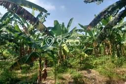 Tanah Dijual Lokasi Cileungsi Bogor SHM Tanah Dijual Lokasi Cileungsi Bogor SHM