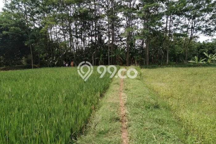 Kavling Tanah di Campaka Dijual Luas 70000m2 Legalitas SHM Kavling Tanah di Campaka Dijual Luas 70000m2 Legalitas SHM