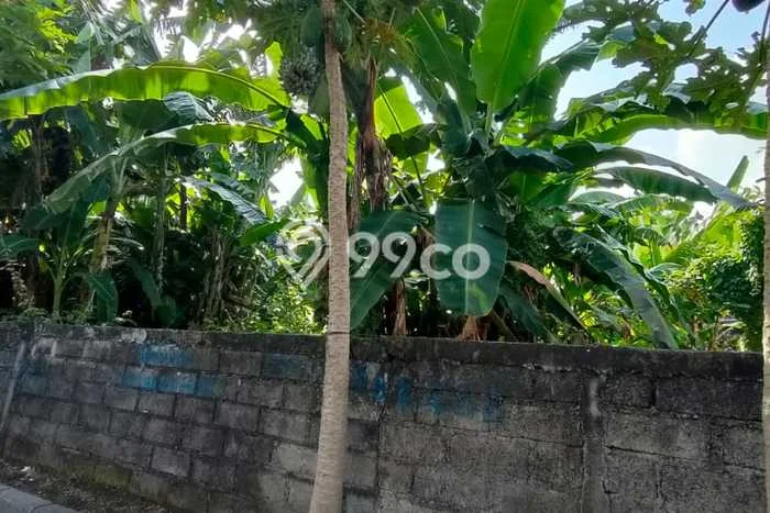 Tanah Kavling Dijual di Badung dengan Spesifikasi 800m2 Tanah Kavling Dijual di Badung dengan Spesifikasi 800m2