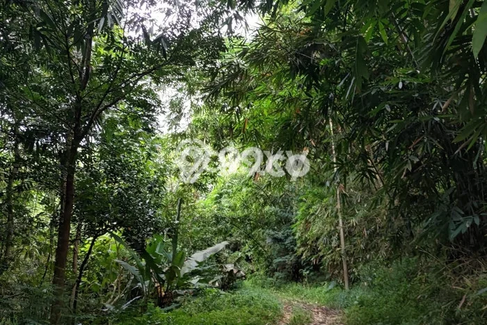 Tanah di Banyubiru, Semarang Luas 40298m2 Dijual Segera Tanah di Banyubiru, Semarang Luas 40298m2 Dijual Segera