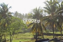 Tanah di Selemadeg, Tabanan Luas 2965m2 Dijual Segera Tanah di Selemadeg, Tabanan Luas 2965m2 Dijual Segera