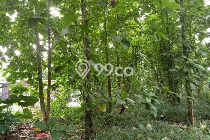 Lahan Dijual Lokasi Cibinong, Bogor dengan Luas Tanah 800m2 dan Status SHM Lahan Dijual Lokasi Cibinong, Bogor dengan Luas Tanah 800m2 dan Status SHM