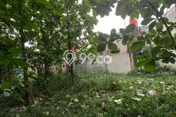 Lahan Dijual Lokasi Cibinong, Bogor dengan Luas Tanah 800m2 dan Status SHM Lahan Dijual Lokasi Cibinong, Bogor dengan Luas Tanah 800m2 dan Status SHM