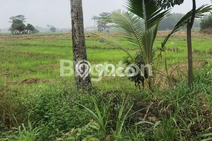 Lahan untuk Dijual Lokasi Jati Agung, Lampung Selatan Luas 8000m2 SHM Lahan untuk Dijual Lokasi Jati Agung, Lampung Selatan Luas 8000m2 SHM