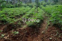 Tanah untuk Dijual di Selomerto Wonosobo Luas 1600m2 Tanah untuk Dijual di Selomerto Wonosobo Luas 1600m2