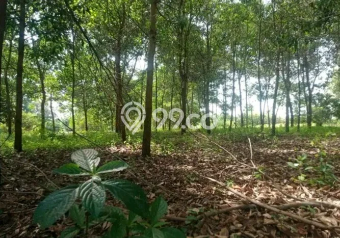 Tanah Dijual Lokasi Cikaum Subang SHM Tanah Dijual Lokasi Cikaum Subang SHM
