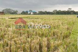Tanah Kavling untuk Dijual di Kepanjen Malang 5126m2 Tanah Kavling untuk Dijual di Kepanjen Malang 5126m2
