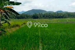 Lahan untuk Dijual di Pengasih Kulon Progo Luas 3230m2 Lahan untuk Dijual di Pengasih Kulon Progo Luas 3230m2