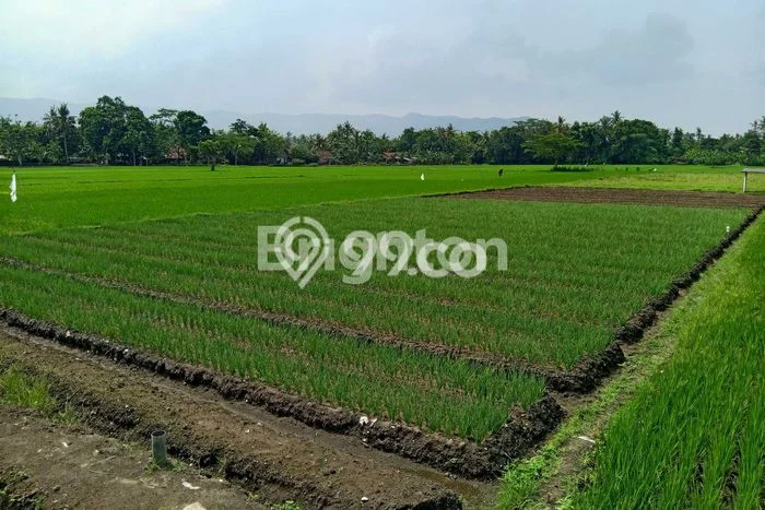 Lahan Kosong Dijual di Pundong, Bantul, Luas 2713m2 Area Strategis Lahan Kosong Dijual di Pundong, Bantul, Luas 2713m2 Area Strategis