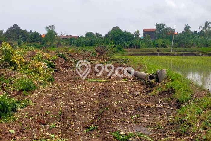 Tanah Dijual di Buleleng Seluas 100m2 Strategis Tanah Dijual di Buleleng Seluas 100m2 Strategis