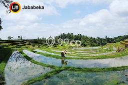 Tanah Kavling Dijual di Dalang, Tabanan dengan Luas Tanah 9040m2 Tanah Kavling Dijual di Dalang, Tabanan dengan Luas Tanah 9040m2
