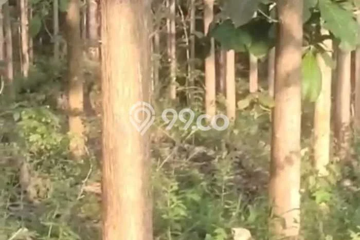 Lahan Dijual Lokasi Strategis di Blora dengan Luas 10830m2 Lahan Dijual Lokasi Strategis di Blora dengan Luas 10830m2