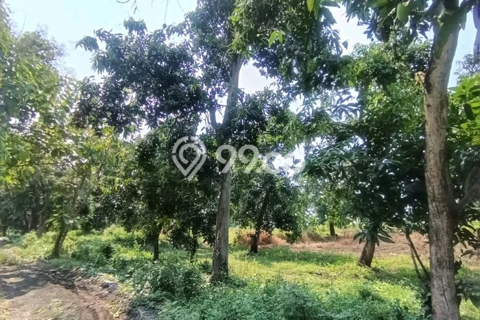 Lahan untuk Dijual Lokasi Bangil, Pasuruan Luas 1817m2 SHM Lahan untuk Dijual Lokasi Bangil, Pasuruan Luas 1817m2 SHM
