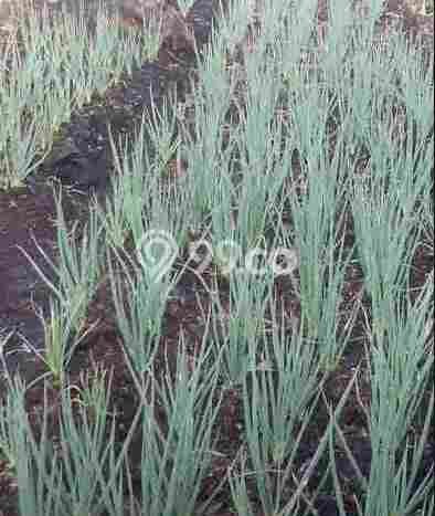 Kavling Tanah di Landasan Ulin Dijual Luas 4080m2 Legalitas - Kavling Tanah di Landasan Ulin Dijual Luas 4080m2 Legalitas -