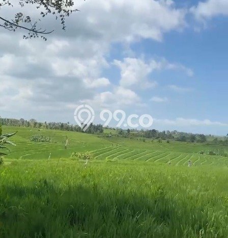 Lahan Strategis di Tabanan Dijual dengan Luas 3700m2 Lahan Strategis di Tabanan Dijual dengan Luas 3700m2