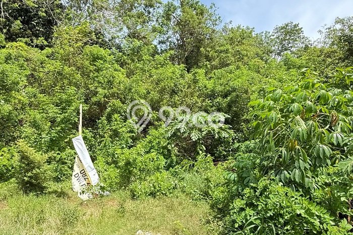 Tanah Kavling Dijual di Kutuh, Badung dengan Luas Tanah 1136m2 Tanah Kavling Dijual di Kutuh, Badung dengan Luas Tanah 1136m2