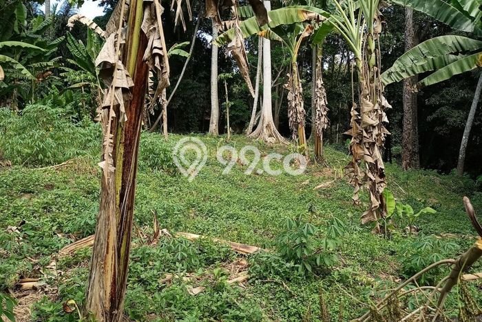 Tanah Area Potensial Kawasan Cepaka, Luas 3050m², Kawasan Nyaman, Dekat Cepaka, Tabanan, Tabanan Tanah Area Potensial Kawasan Cepaka, Luas 3050m², Kawasan Nyaman, Dekat Cepaka, Tabanan, Tabanan