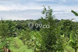 Tanah Kavling untuk Dijual di Parung Panjang Bogor 3044m2 Tanah Kavling untuk Dijual di Parung Panjang Bogor 3044m2