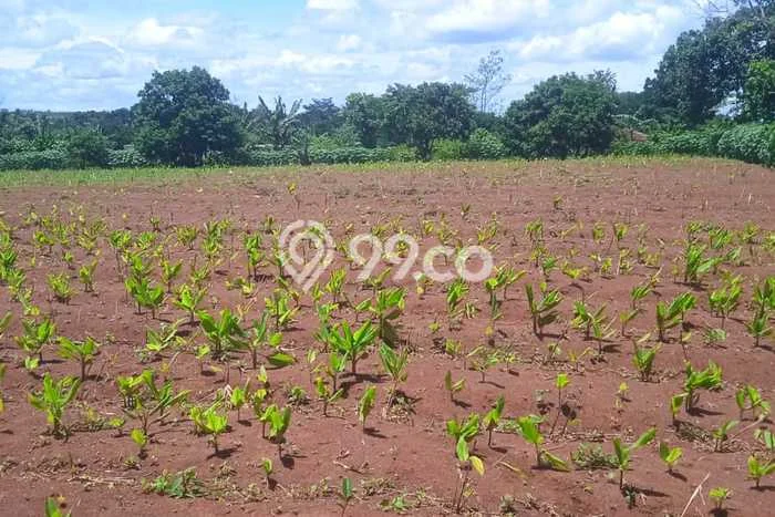Kavling Tanah Dijual di Maja Lebak Spesifikasi 14000m2 Kavling Tanah Dijual di Maja Lebak Spesifikasi 14000m2