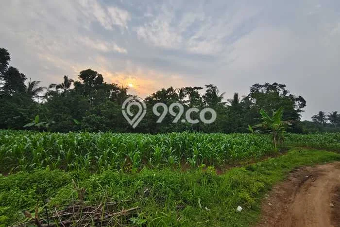 Kavling Tanah Dijual di Cikeusal Serang Spesifikasi 9013m2 Kavling Tanah Dijual di Cikeusal Serang Spesifikasi 9013m2