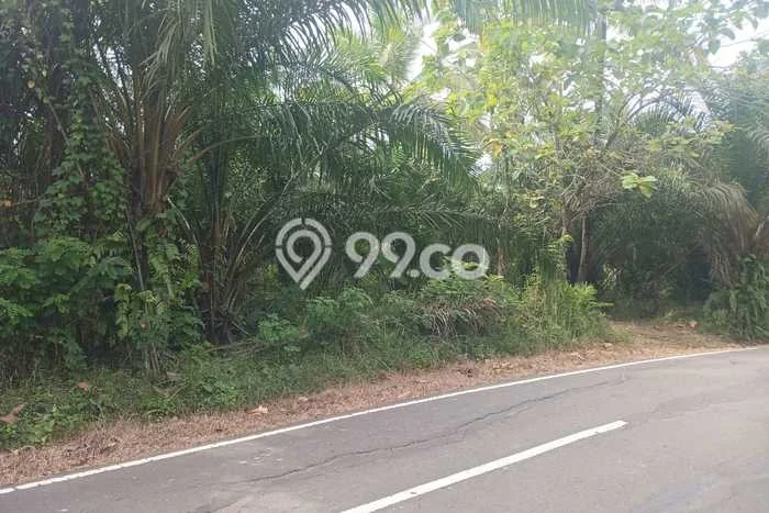 Tanah Kavling untuk Dijual di Pandeglang Pandeglang 62000m2 Tanah Kavling untuk Dijual di Pandeglang Pandeglang 62000m2