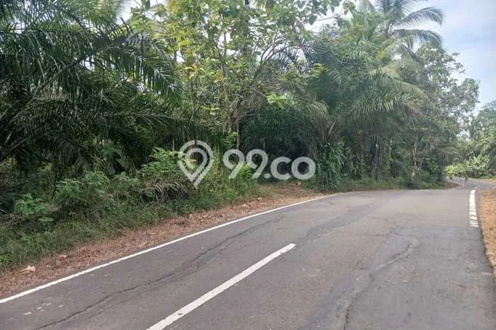 Tanah Kavling untuk Dijual di Pandeglang Pandeglang 62000m2 Tanah Kavling untuk Dijual di Pandeglang Pandeglang 62000m2