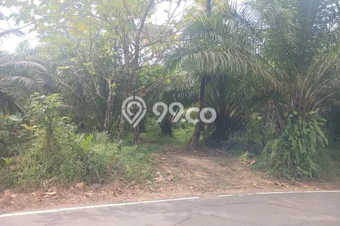 Tanah Kavling untuk Dijual di Pandeglang Pandeglang 62000m2 Tanah Kavling untuk Dijual di Pandeglang Pandeglang 62000m2