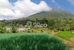 Kavling Tanah untuk Dijual di Bedugul, Tabanan, Luas 9900m2 Kavling Tanah untuk Dijual di Bedugul, Tabanan, Luas 9900m2
