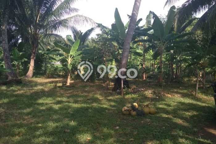 Lahan Kosong Dijual di Pandeglang dengan Area 30000m2 Lahan Kosong Dijual di Pandeglang dengan Area 30000m2