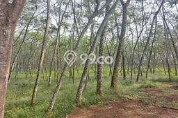 Tanah Kavling di Cikupa Dijual dengan Luas 24000m2 Tanah Kavling di Cikupa Dijual dengan Luas 24000m2
