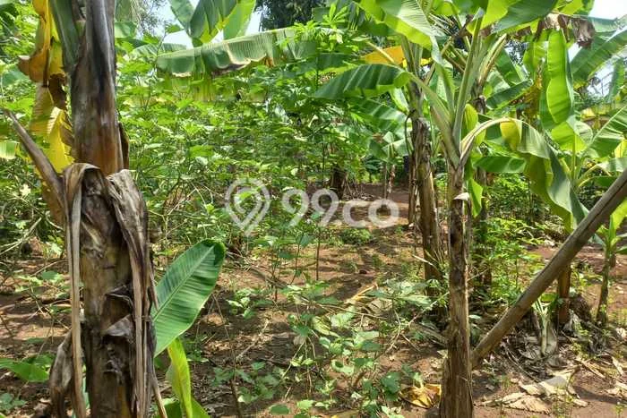 Tanah Dijual Lokasi Cibinong Bogor - Tanah Dijual Lokasi Cibinong Bogor -