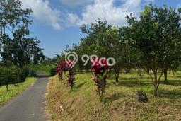Tanah untuk Dijual di Petang Badung Luas 35000m2 Tanah untuk Dijual di Petang Badung Luas 35000m2