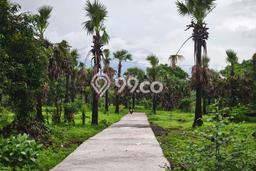 Dijual Tanah di Karangasem Karangasem Luas 900m2 SHM Dijual Tanah di Karangasem Karangasem Luas 900m2 SHM