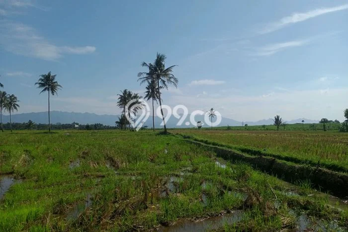 Tanah Dijual Lokasi Mertoyudan, Magelang Luas 1320m2 Legalitas Aman Tanah Dijual Lokasi Mertoyudan, Magelang Luas 1320m2 Legalitas Aman