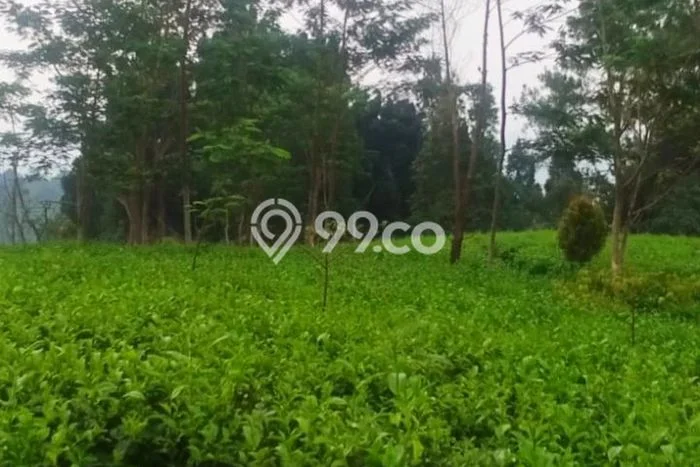Lahan Dijual Lokasi Reban, Batang dengan Luas Tanah 41711m2 dan Status SHM Lahan Dijual Lokasi Reban, Batang dengan Luas Tanah 41711m2 dan Status SHM