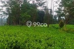 Lahan Dijual Lokasi Reban, Batang dengan Luas Tanah 41711m2 dan Status SHM Lahan Dijual Lokasi Reban, Batang dengan Luas Tanah 41711m2 dan Status SHM