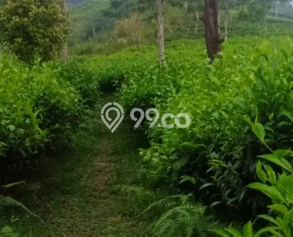 Lahan Dijual Lokasi Reban, Batang dengan Luas Tanah 41711m2 dan Status SHM Lahan Dijual Lokasi Reban, Batang dengan Luas Tanah 41711m2 dan Status SHM