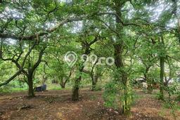 Kavling Tanah Dijual di Pancoran Mas, Depok, Luas 2600m2 Area Strategis Kavling Tanah Dijual di Pancoran Mas, Depok, Luas 2600m2 Area Strategis