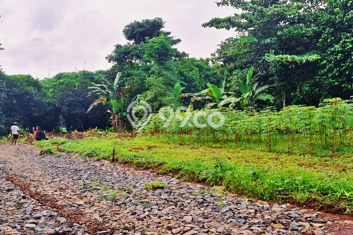 Untuk Dijual Tanah di Setu Bekasi Luas 109m2 SHM Untuk Dijual Tanah di Setu Bekasi Luas 109m2 SHM