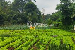 Kavling Tanah Dijual di Lembang Bandung Barat Spesifikasi 700m2 Kavling Tanah Dijual di Lembang Bandung Barat Spesifikasi 700m2
