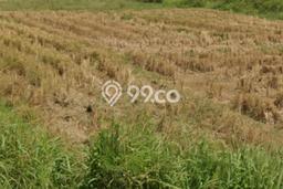 Tanah Kavling Dijual di Cirebon Timur, Cirebon dengan Luas Tanah 10317m2 Tanah Kavling Dijual di Cirebon Timur, Cirebon dengan Luas Tanah 10317m2