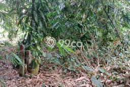 Kavling Tanah Lokasi Strategis di Cisauk, Tangerang Disewakan 3100m2 Kavling Tanah Lokasi Strategis di Cisauk, Tangerang Disewakan 3100m2