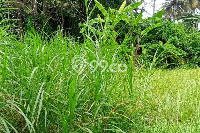 Tanah Dijual Area Strategis di Lodtunduh Gianyar 4844m2 Tanah Dijual Area Strategis di Lodtunduh Gianyar 4844m2