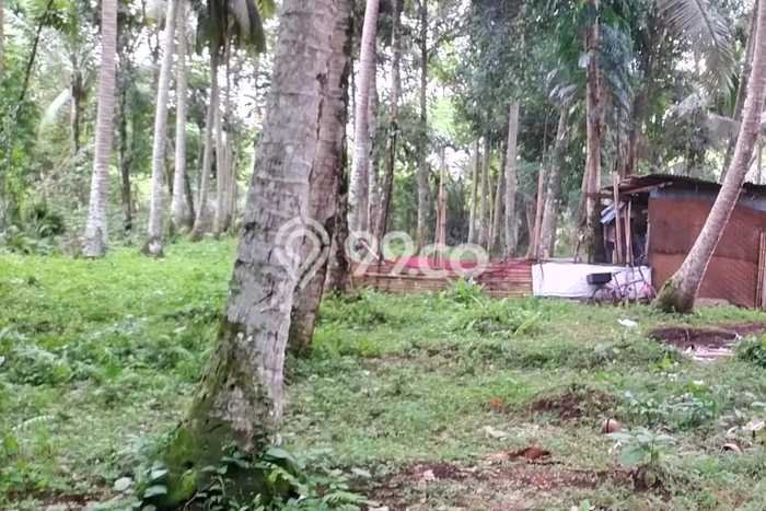 Kavling Tanah untuk Dijual di Pejeng, Gianyar, Luas 15000m2 Kavling Tanah untuk Dijual di Pejeng, Gianyar, Luas 15000m2