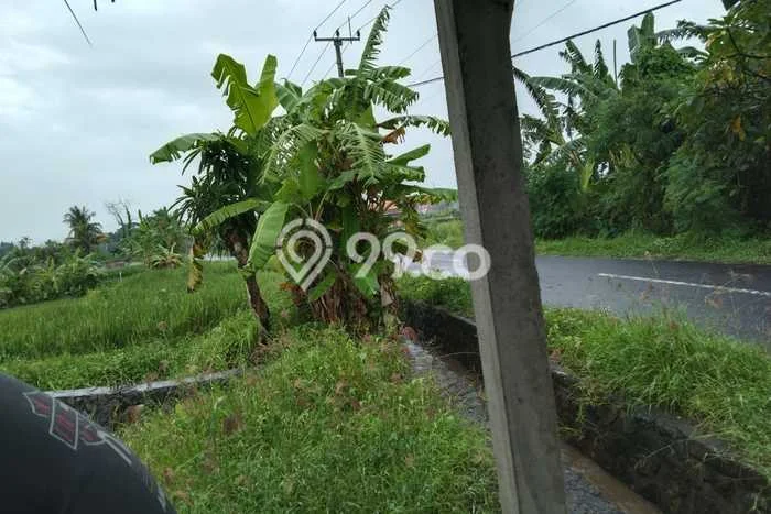 Tanah Kavling Dijual di Keramas, Gianyar dengan Luas Tanah 3500m2 Tanah Kavling Dijual di Keramas, Gianyar dengan Luas Tanah 3500m2