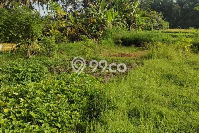 Lahan Dijual Lokasi Strategis di Gianyar dengan Luas 3300m2 Lahan Dijual Lokasi Strategis di Gianyar dengan Luas 3300m2