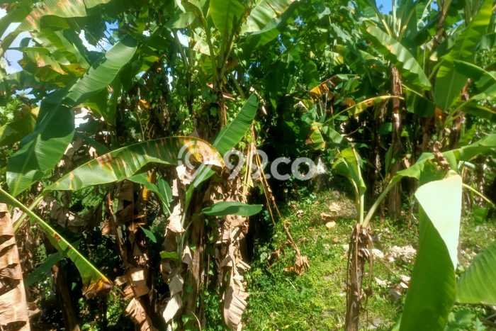Lahan Strategis di Denpasar Utara Dijual dengan Luas 8400m2 Lahan Strategis di Denpasar Utara Dijual dengan Luas 8400m2