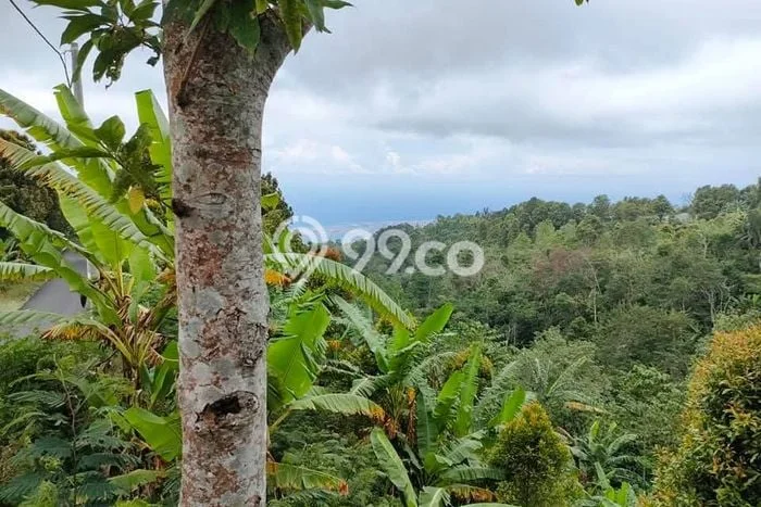 Tanah Dijual di Buleleng Seluas 30000m2 Strategis Tanah Dijual di Buleleng Seluas 30000m2 Strategis